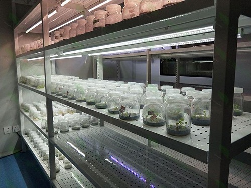 湛江植物组织培养实验室设计建设方案